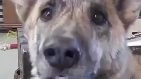 Doggy talking oldie but a goody