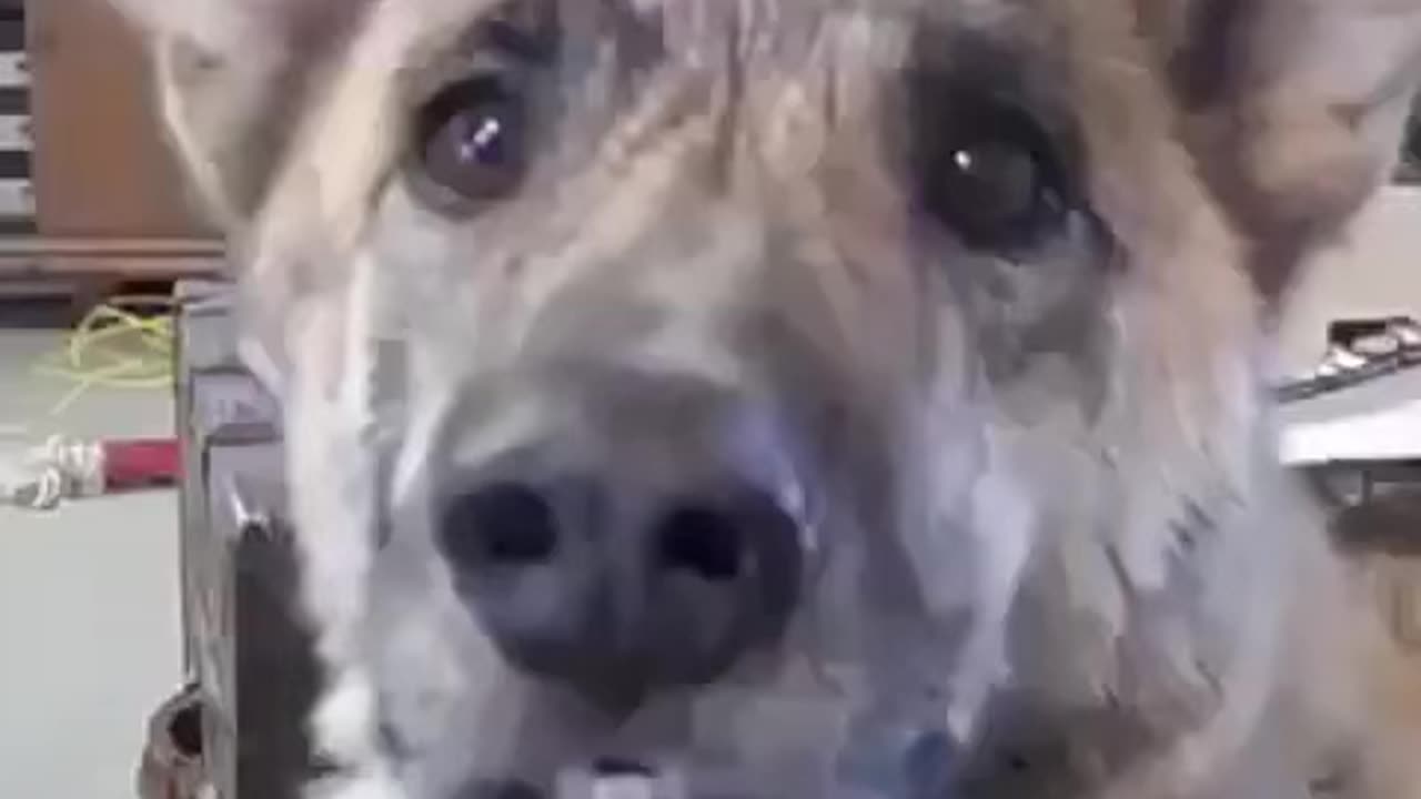 Doggy talking oldie but a goody
