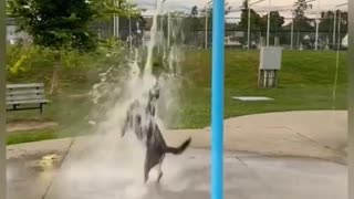 😂🐶 This Dog is Living Its Best Life! | FunFM