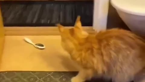Littels Dog's Comedy Videos 🤣 so cute videos 😍 funny videos 🤣