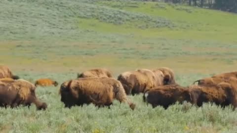 Yellowstone National Park Animal Fleeing? Think Again!