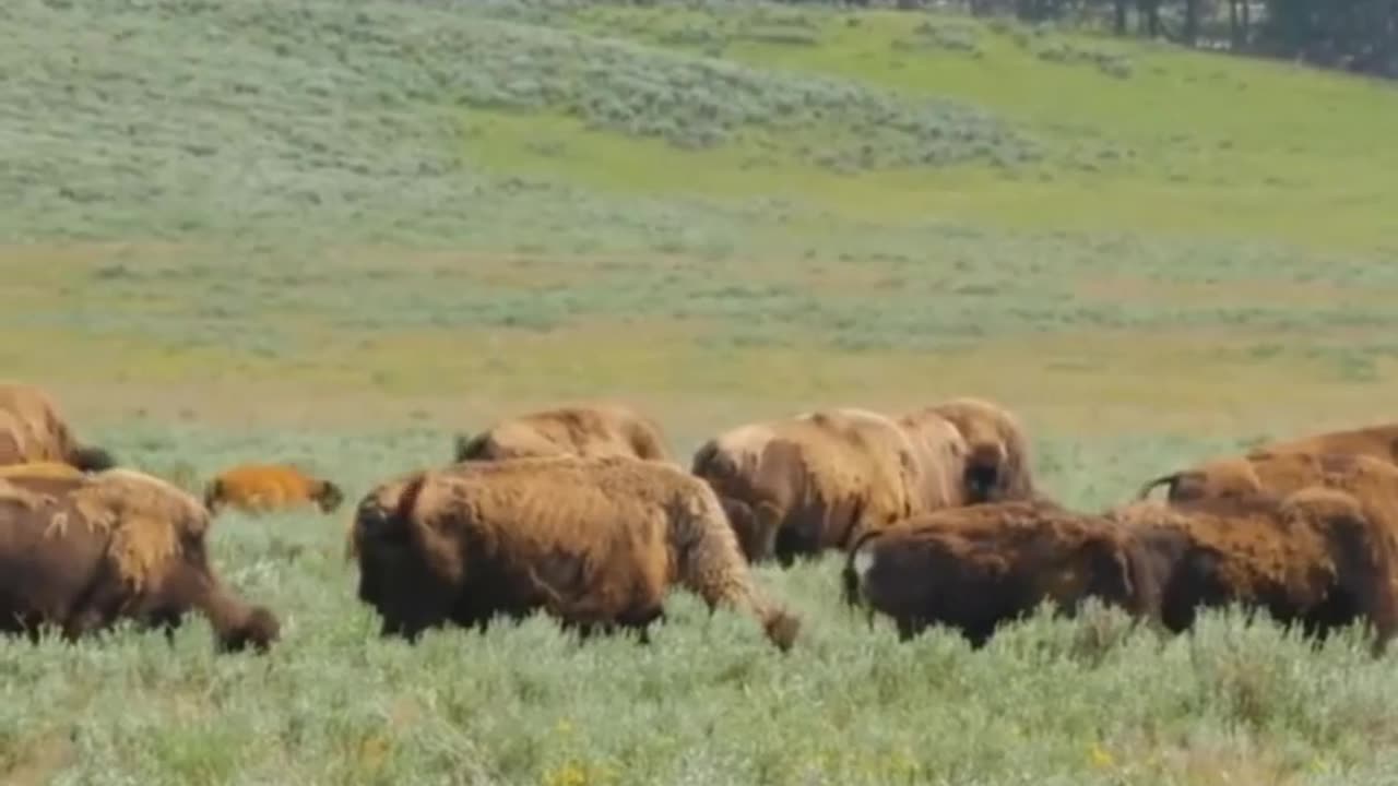 Yellowstone National Park Animal Fleeing? Think Again!