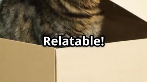 Why Cats Love Boxes & Dogs Chase Tails!