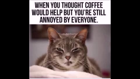 72225 Funny Laugh Out Loud Hilarious Memes Jokes Cartoons