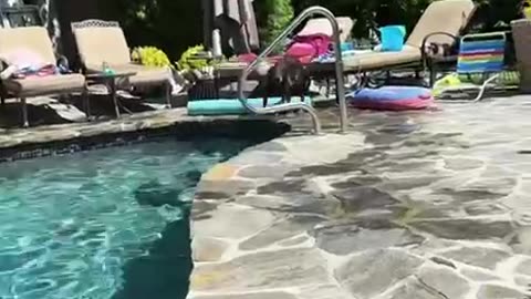When you have the pool all to yourself on a hot day