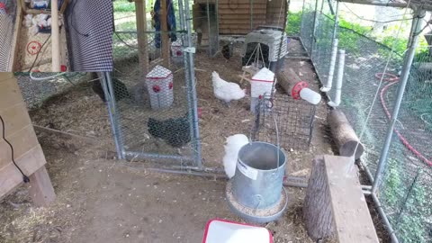 Chicken Live Stream
