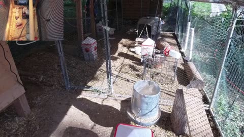 Chicken Live Stream