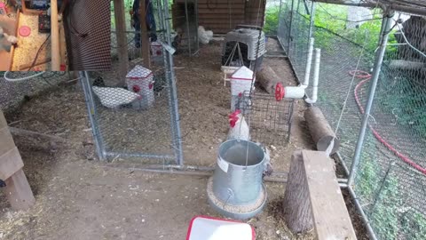 Chicken Live Stream