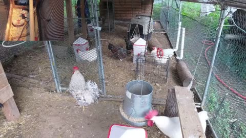 Chicken Live Stream
