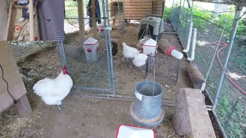 Chicken Live Stream