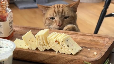 Sneaky Kitty Snacks that Cheese 🤣
