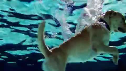 The dog dives