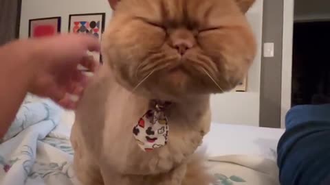 Cat Comes Back From the Groomer With Chubby Cheeks