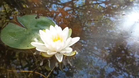 Water Lily