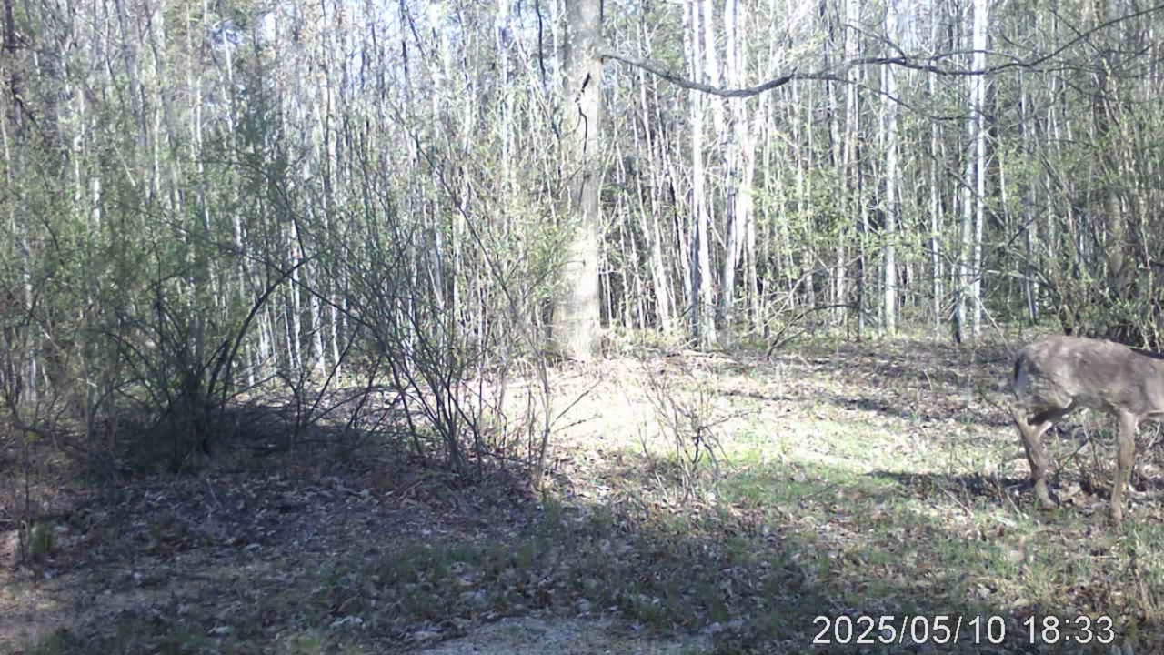 Trail cam 13