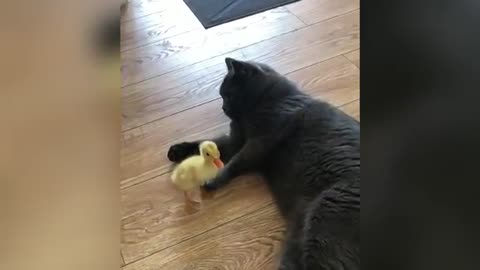 Funny animals video