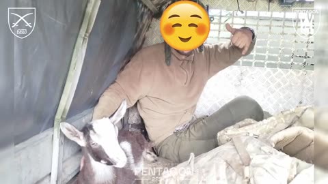 🇺🇦🐐 A Goat rescued from a war zone!