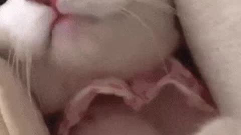 ANIMAIS DANÇARINOS COMPLETO MUSICAL.mp4