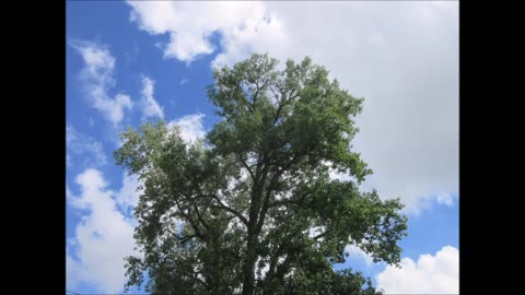 Restore Harmony White Poplar Tree Aug 2025
