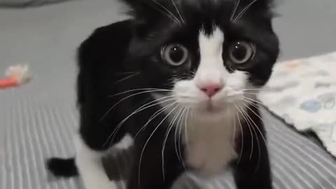 😹🐈 This Cat's Bite Attempt Is Hilarious! | FunFM