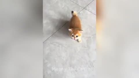 Funny animals