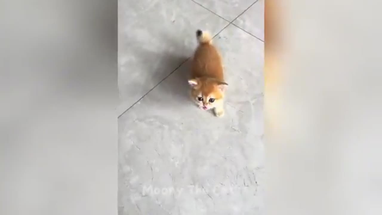 Funny animals