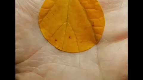 IN THE UNIVERSE EVERYTHING IS CONNECTED