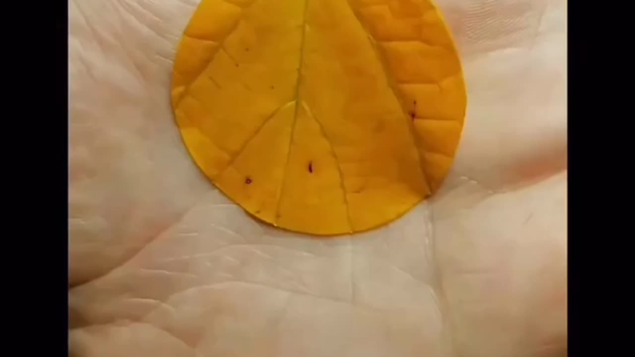 IN THE UNIVERSE EVERYTHING IS CONNECTED