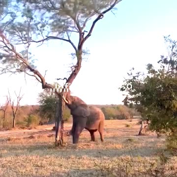 Elephant Strength Will Shock You!