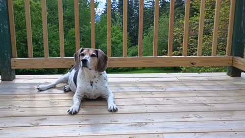 Bandit