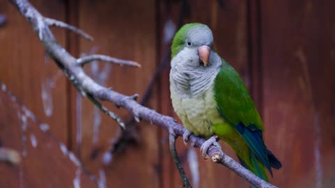 parrot bird