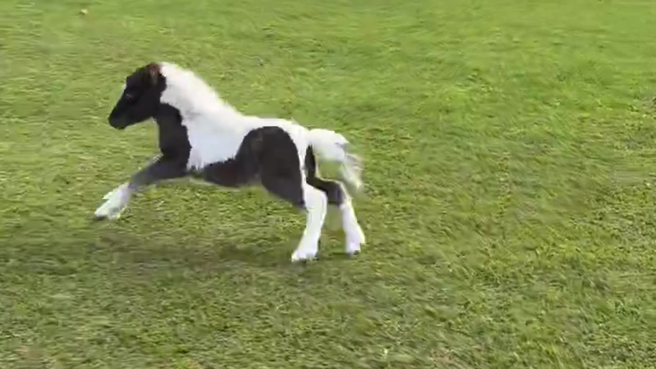 Small Horse