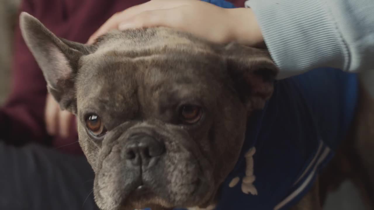 Dog with jacket