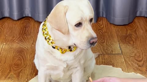 狗狗也可以很酷！Dogs can also be cool!