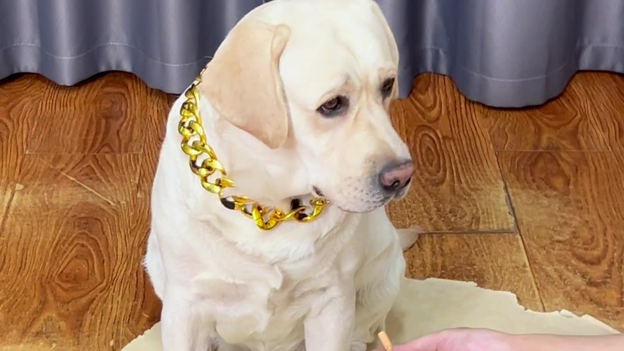 狗狗也可以很酷！Dogs can also be cool!