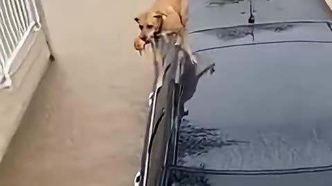 Heroic Dog Saves Kitten From Flood