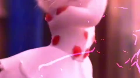 The cat dancing is very impressive