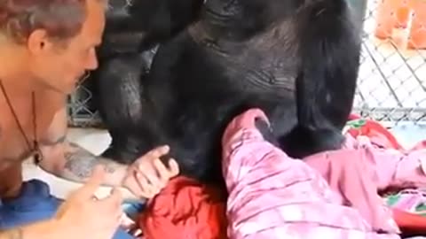 Koko the Gorilla with FLEA from Red Hot Chili Peppers