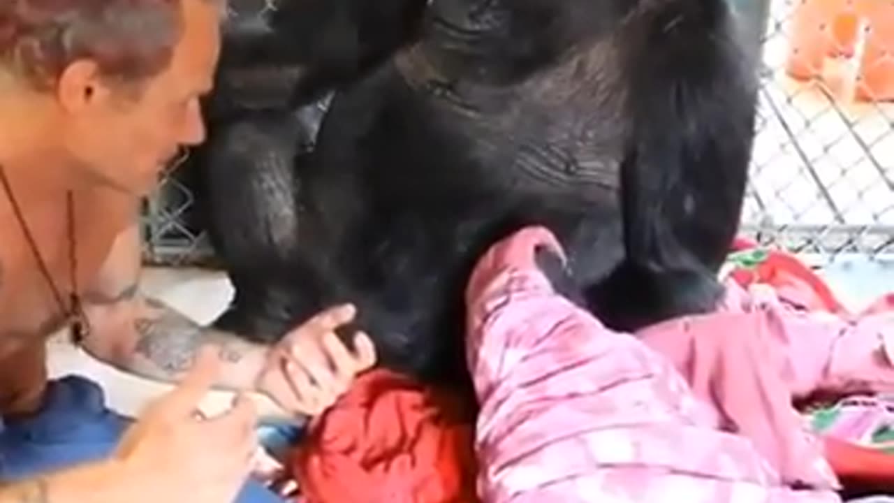 Koko the Gorilla with FLEA from Red Hot Chili Peppers
