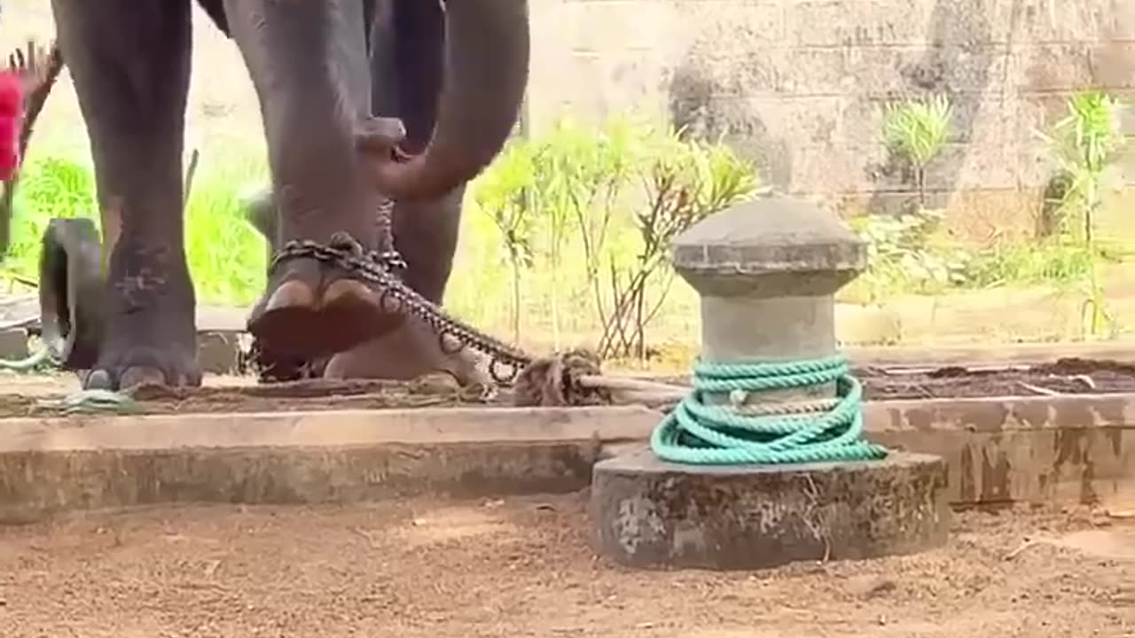 The nature of an angry elephant 🙄🙄