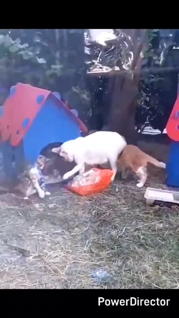 Kitty Goes On Adventures With Chicken