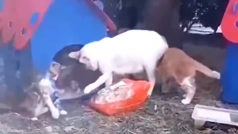 Kitty Goes On Adventures With Chicken