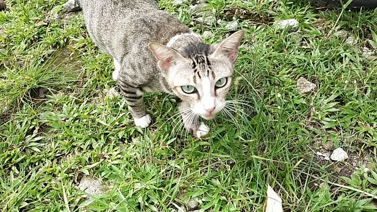 Adorable Cat Moments: Cute and Funny Feline Behavior