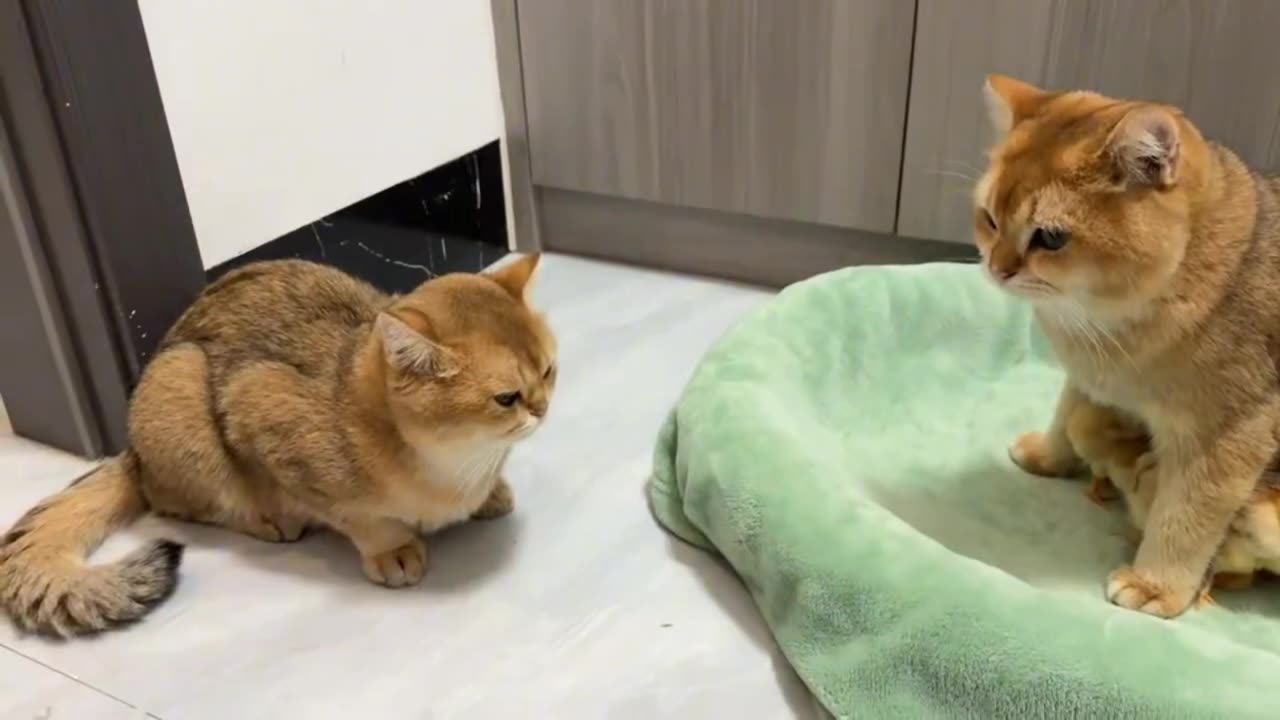 The lovely cat is the mother of the chicken by mistake