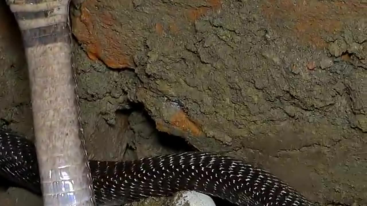 Oh my god 25 cobra snake eggs in earth hole