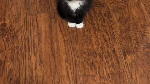 Little kitten, why are you so black and your voice is so quiet？