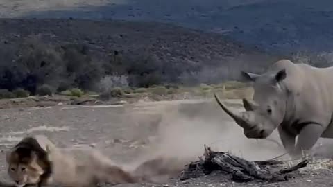 Rhino Stabs Male Lion with Its Horn