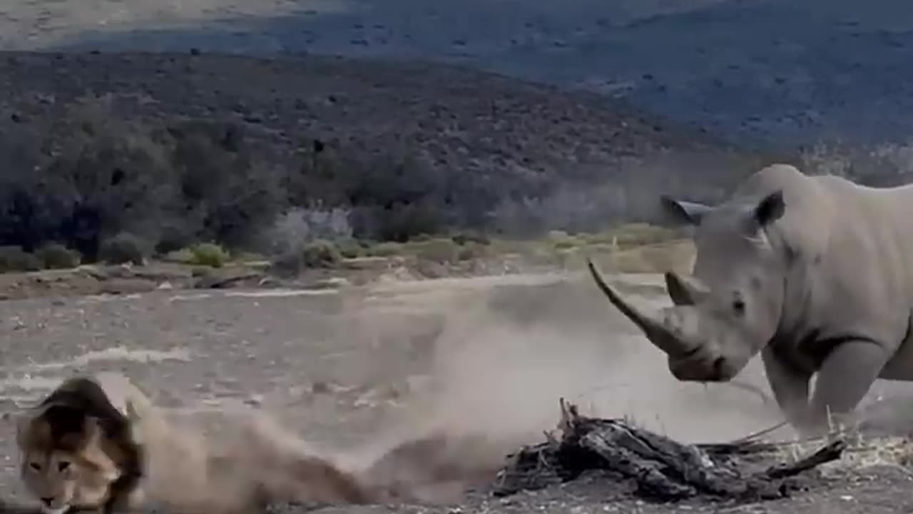 Rhino Stabs Male Lion with Its Horn