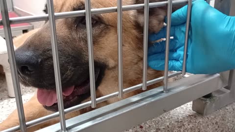 Buster 2y A873938 kennel 147 PACC shelter Frustrated, wants doggie walk, he chews my glove2025827661