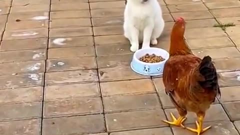 the cat hits the chicken